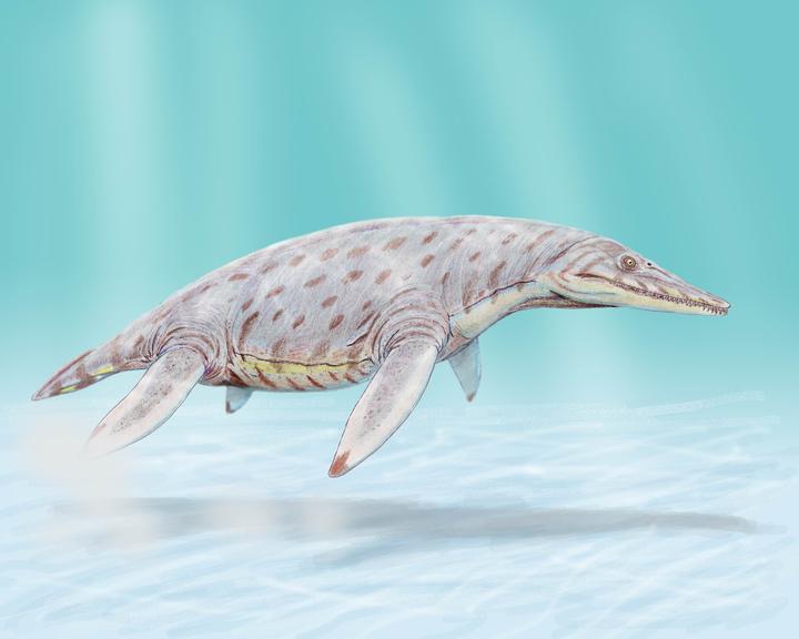 鳍翼拾遗拾人牙慧失落的多脊齿龙上