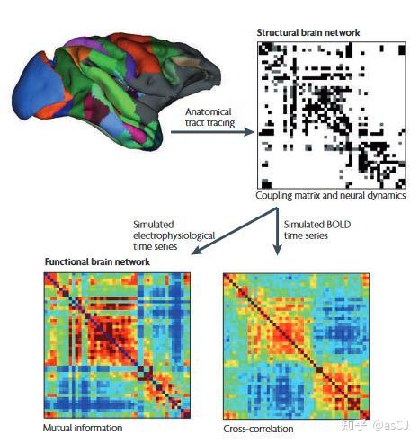 Complex brain network: graph theoretical analysis of structural and ...