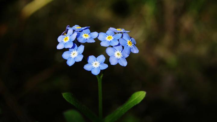 我们终于知道那天所看见的花的名字 知乎