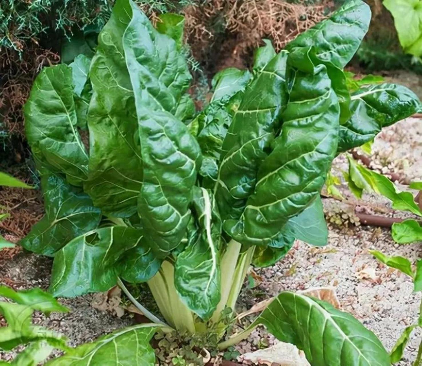 牛皮菜又称猪乸菜,厚皮菜,曾是救命菜,如今很少种植,炒来好吃