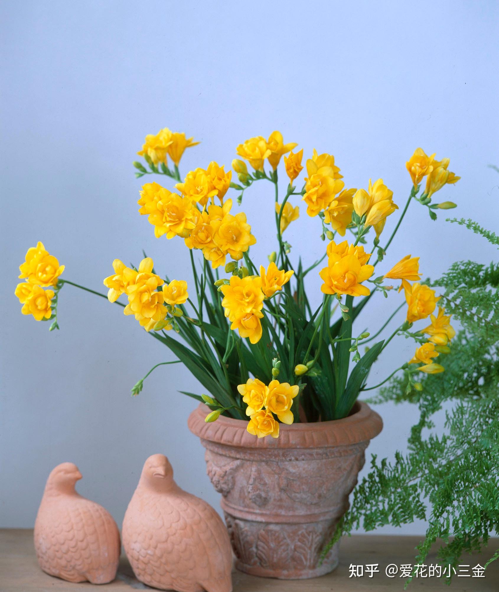 我想问一下有人觉得祖马龙的英国梨与小苍兰很难闻吗?