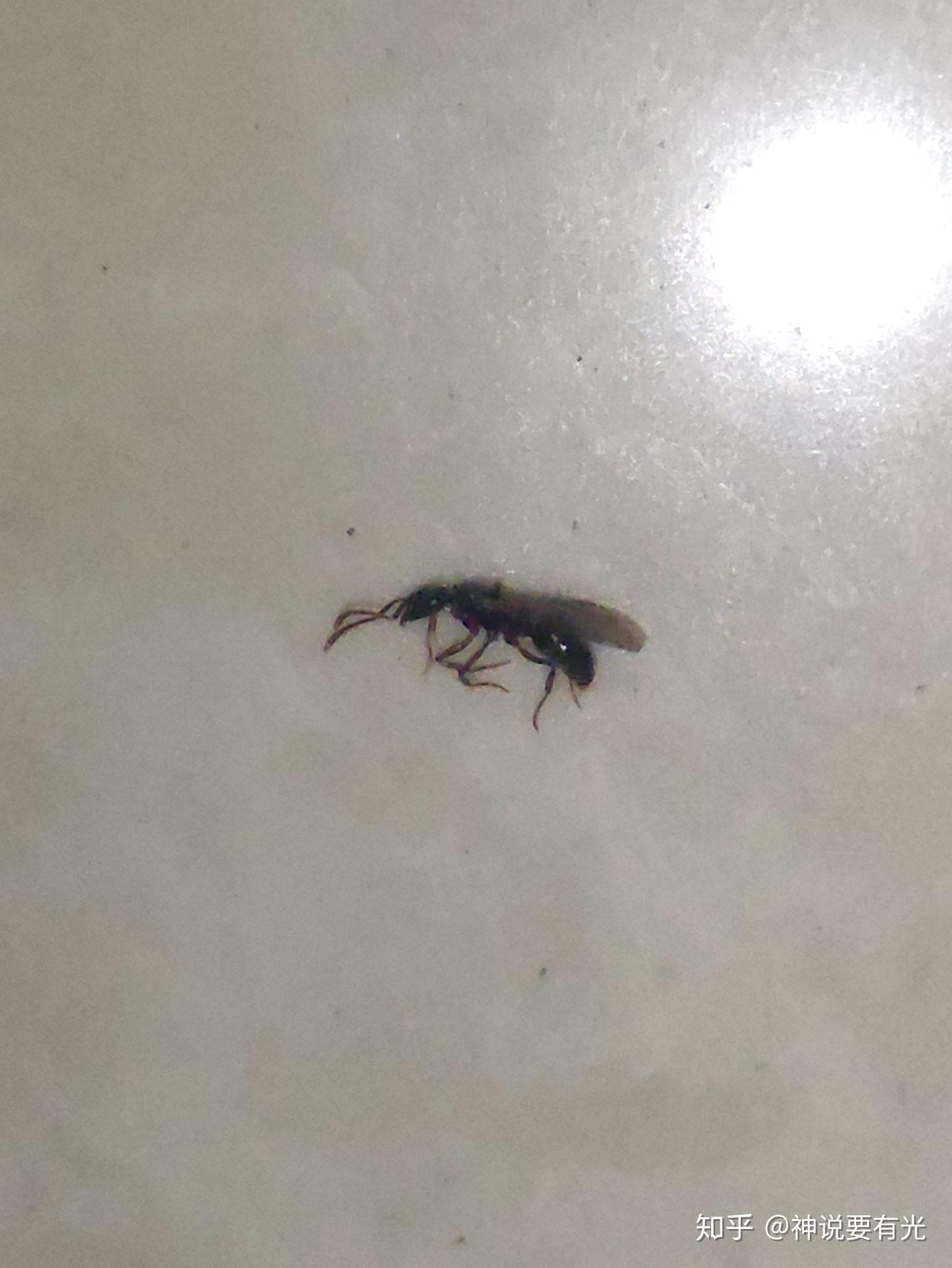 家里床上突然出现了几只这样的像长翅膀的蚂蚁一样的虫子被咬到后灼热