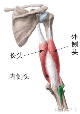 三头应该怎么练-麒麟臂养成计划之肱三头肌篇(一) - 知乎