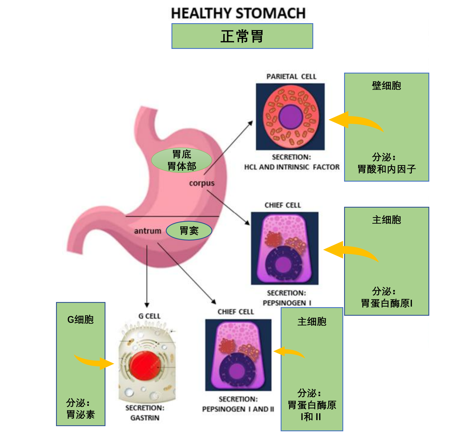 自身免疫性胃炎发病机制和临床诊断 - 知乎