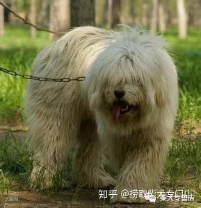 最容易混淆三兄弟中华田园犬、柴犬、秋田犬 - 知乎