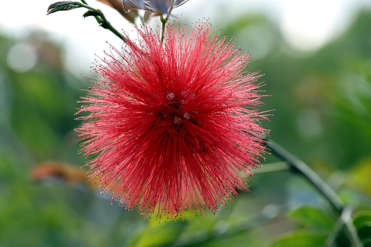 植库‖朱缨花:南美来的“红绒球”,俘获众多花友心 - 知乎
