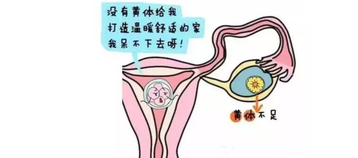 什么是黄体功能不全的症状 v2-53b23d05d834644d538e2ec909331605_1440w.jpg?source=172ae18b