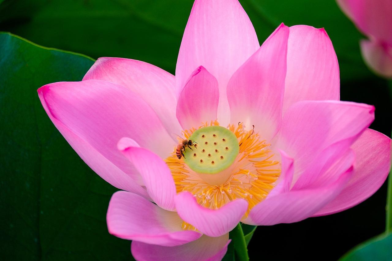 3. 选用合适新盆