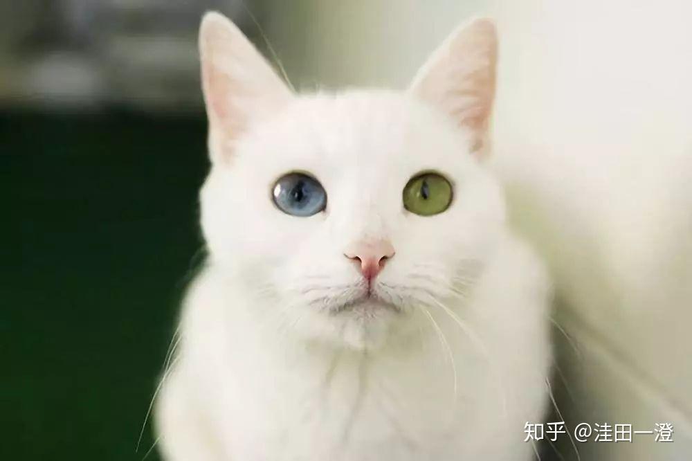 猫咪百科:泰国曼尼猫 - 知乎