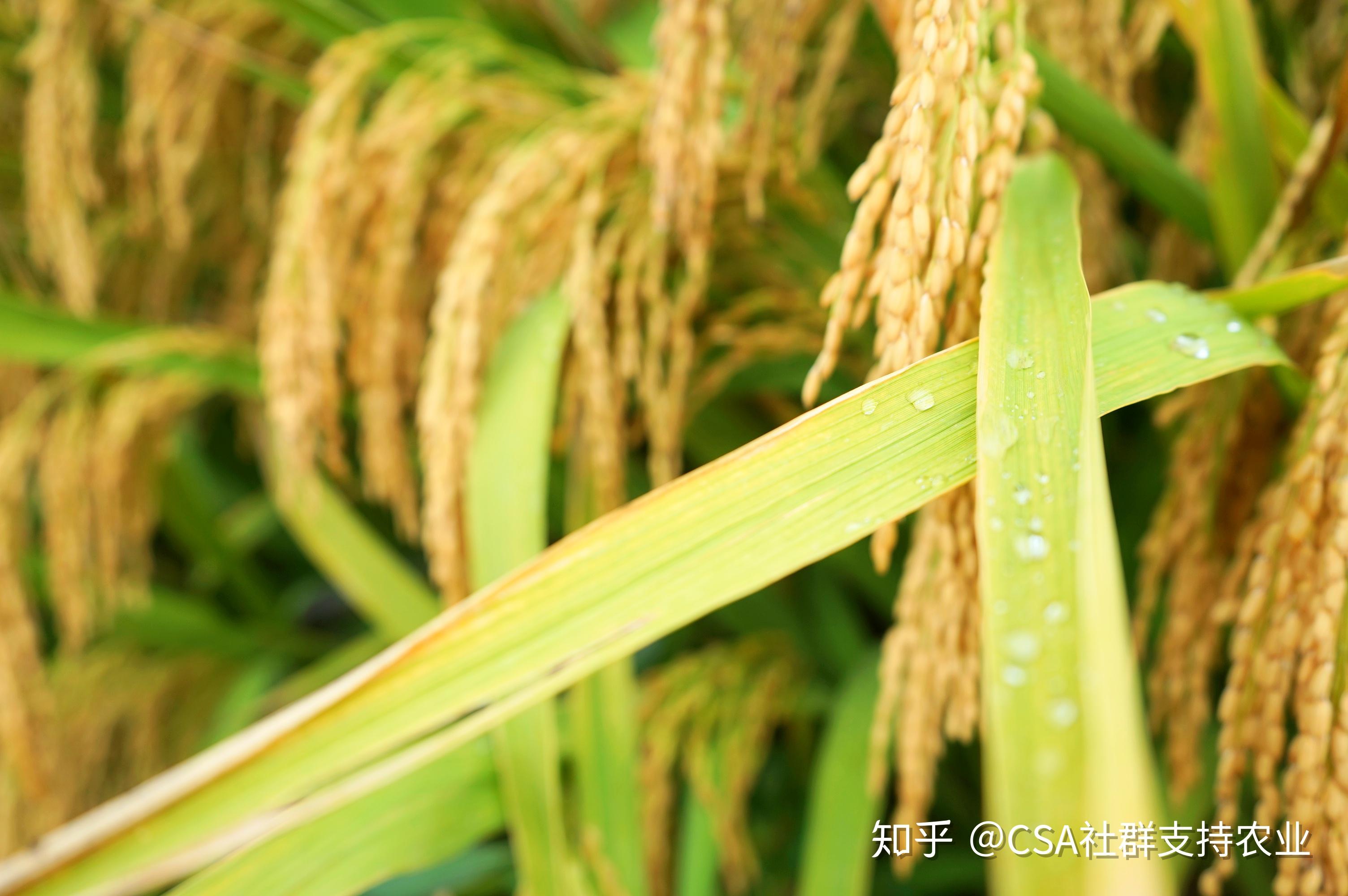 籼稻与粳稻的区别以及历史? - 知乎