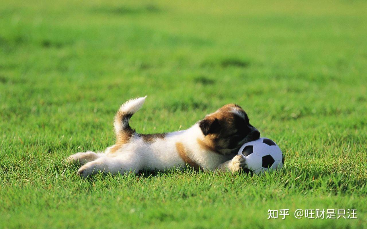 狗为什么要“打滚”?第4个原因最重要! - 知乎