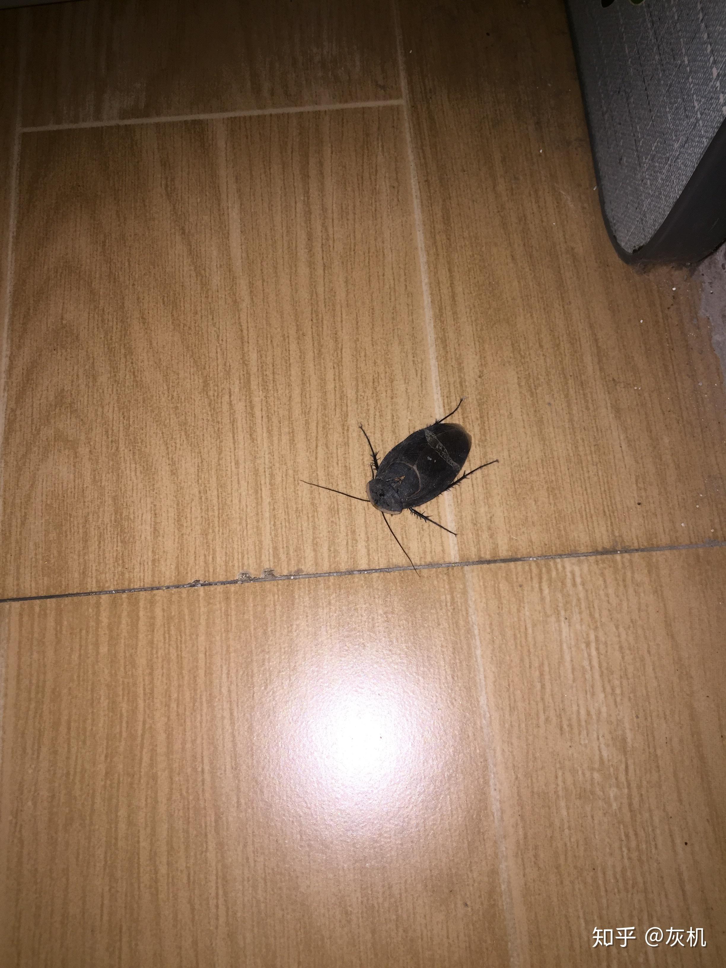 如何区分雄性地鳖虫(土鳖)和大蟑螂? - 知乎