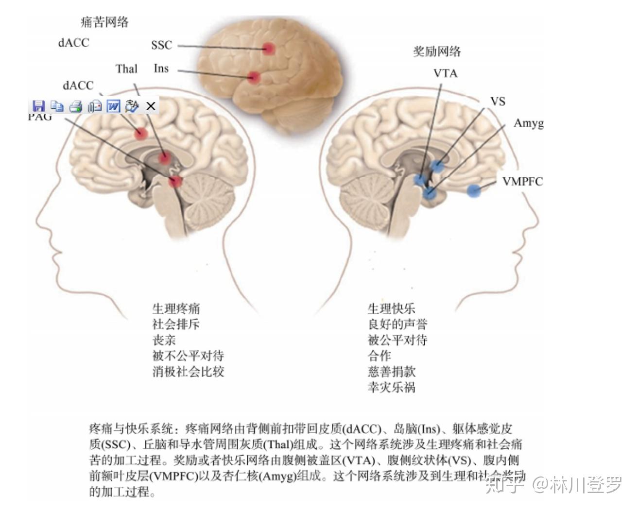 人类为什么能从同类的痛苦中得到快乐
