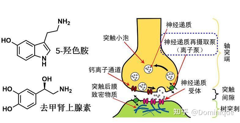 热心吃瓜网友科普：什么是神经递质及其重要性