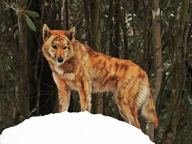 澳洲野狗和中华田园犬图片