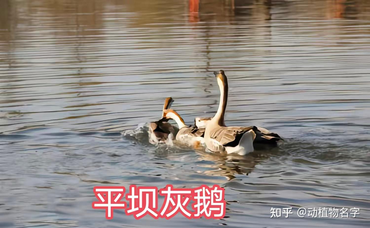 72图带您走进家鹅的世界 - 知乎