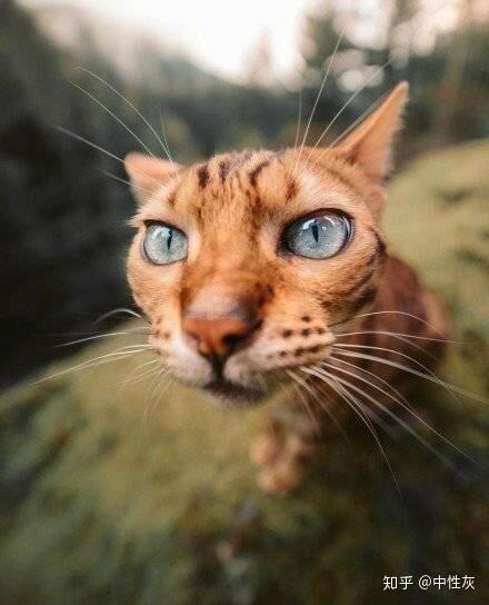 有人有这种拍出来动物头特别大的照片吗类似于这样的感觉特别萌非常