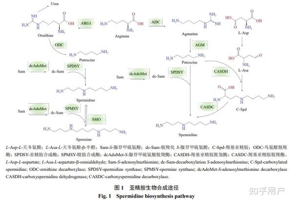 【成分大揭秘】自噬激活剂亚精胺 - 知乎
