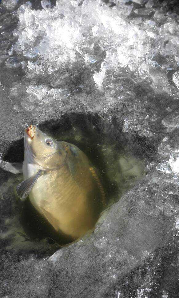 独钓寒江雪,冰天雪地的江上能钓到鱼吗? - 知乎
