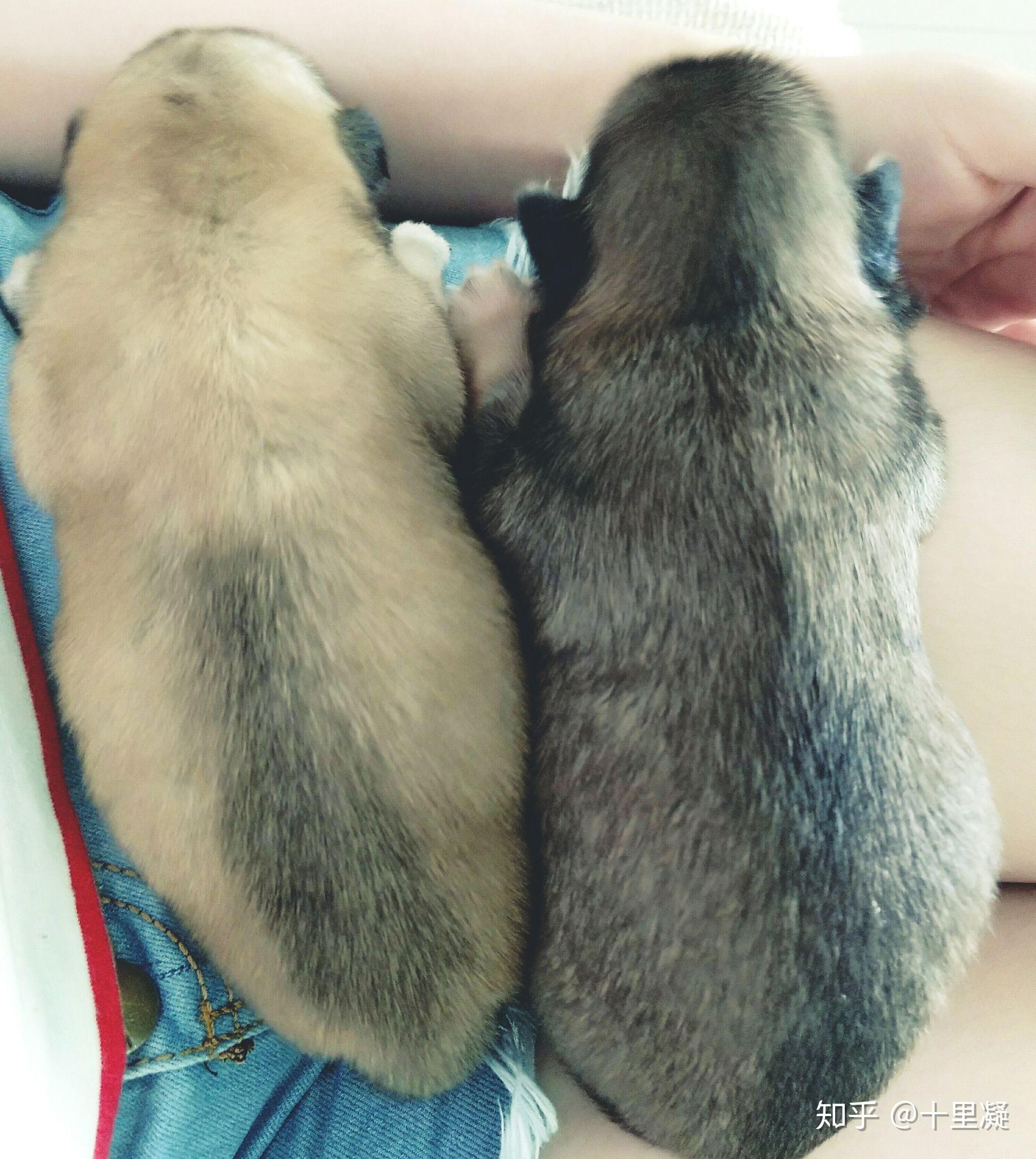 什么时候你家狗狗让你感觉「心都萌化了」? - 知乎