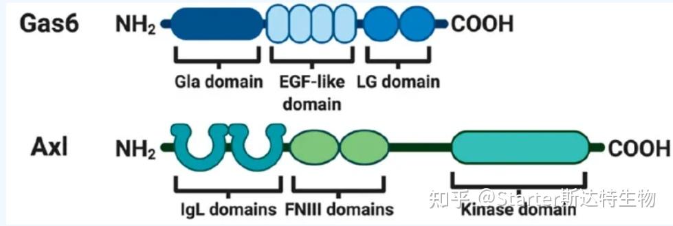 AXL在肿瘤治疗中的研究进展 - 知乎