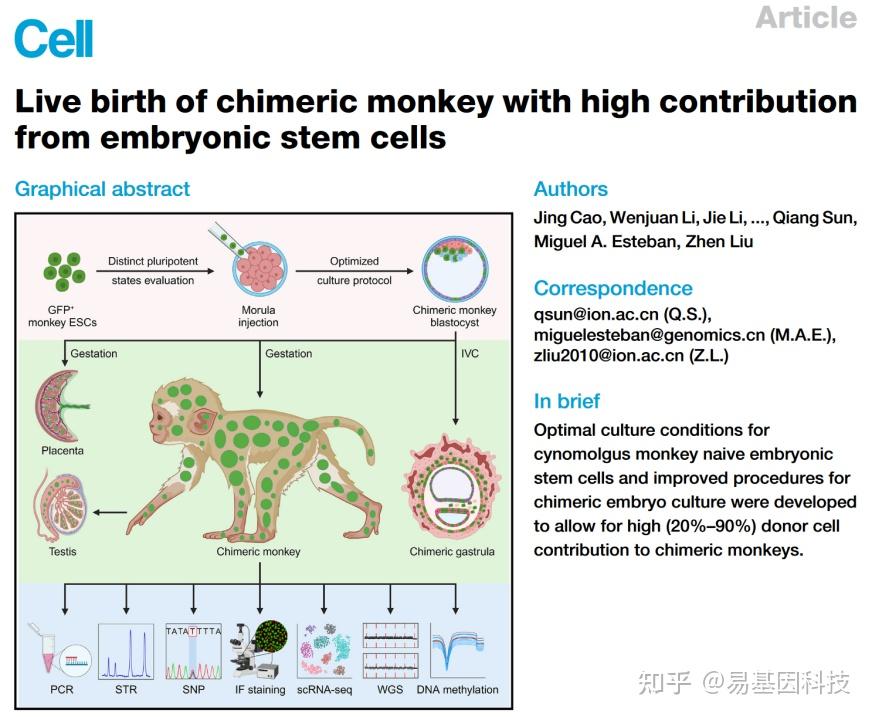 喜报 | 易基因微量DNA甲基化技术登上《细胞》封面,助力中国科学家成功构建胚胎干细胞嵌合体猴 - 知乎