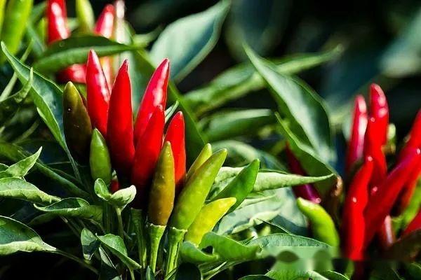 辣椒种植技术与管理 - 知乎