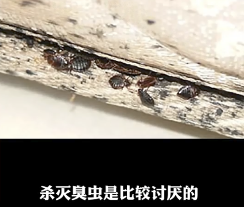 床上有臭虫怎么办啊有什么好的臭虫药推荐吗