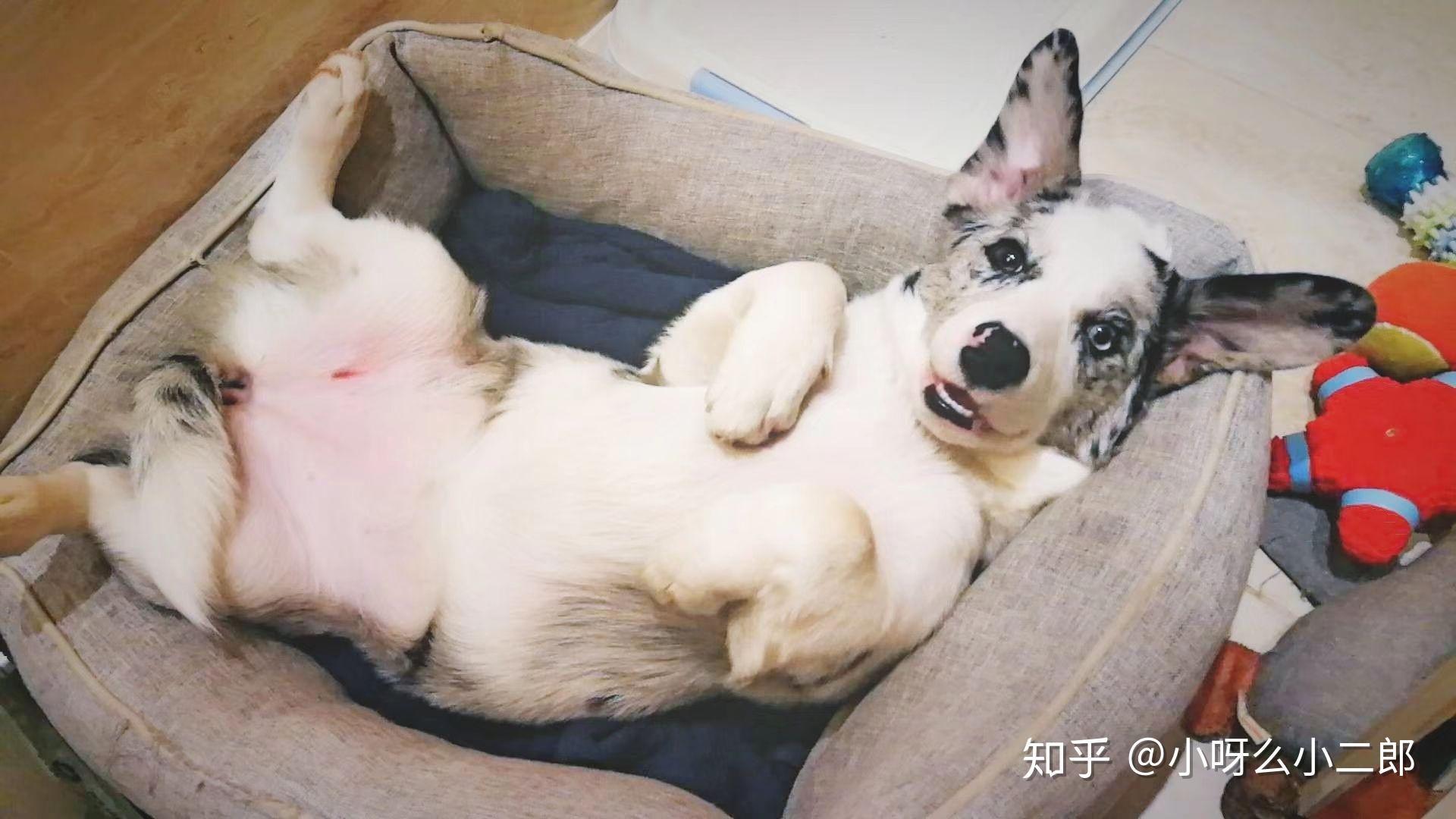 有人养过边牧和柯基的混血吗? - 知乎