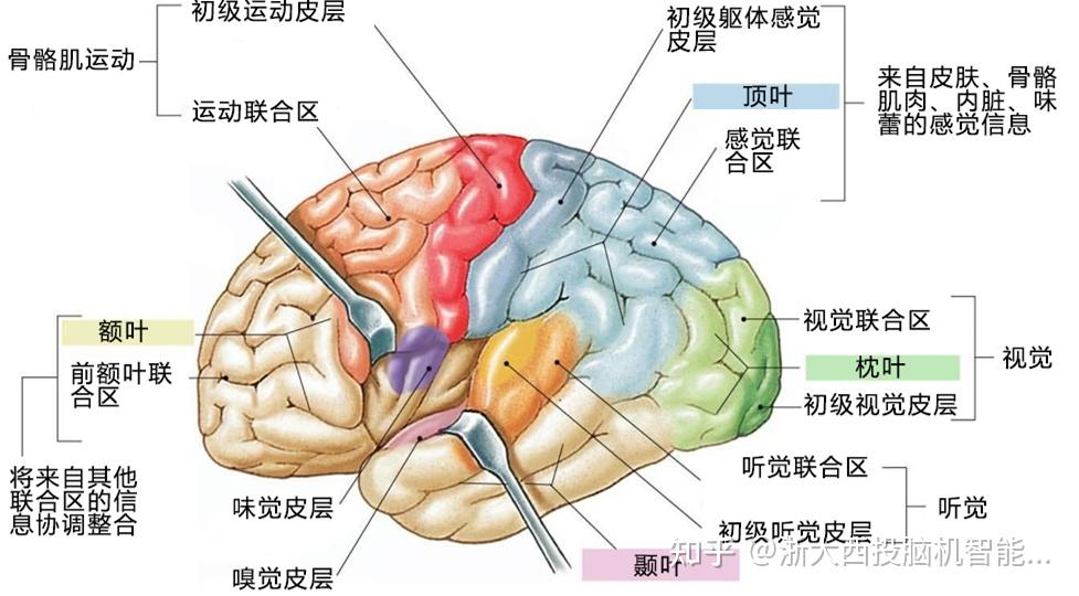 视觉听觉嗅觉味觉对应脑区域大小比例是怎样的是眼对应脑区域远超其它