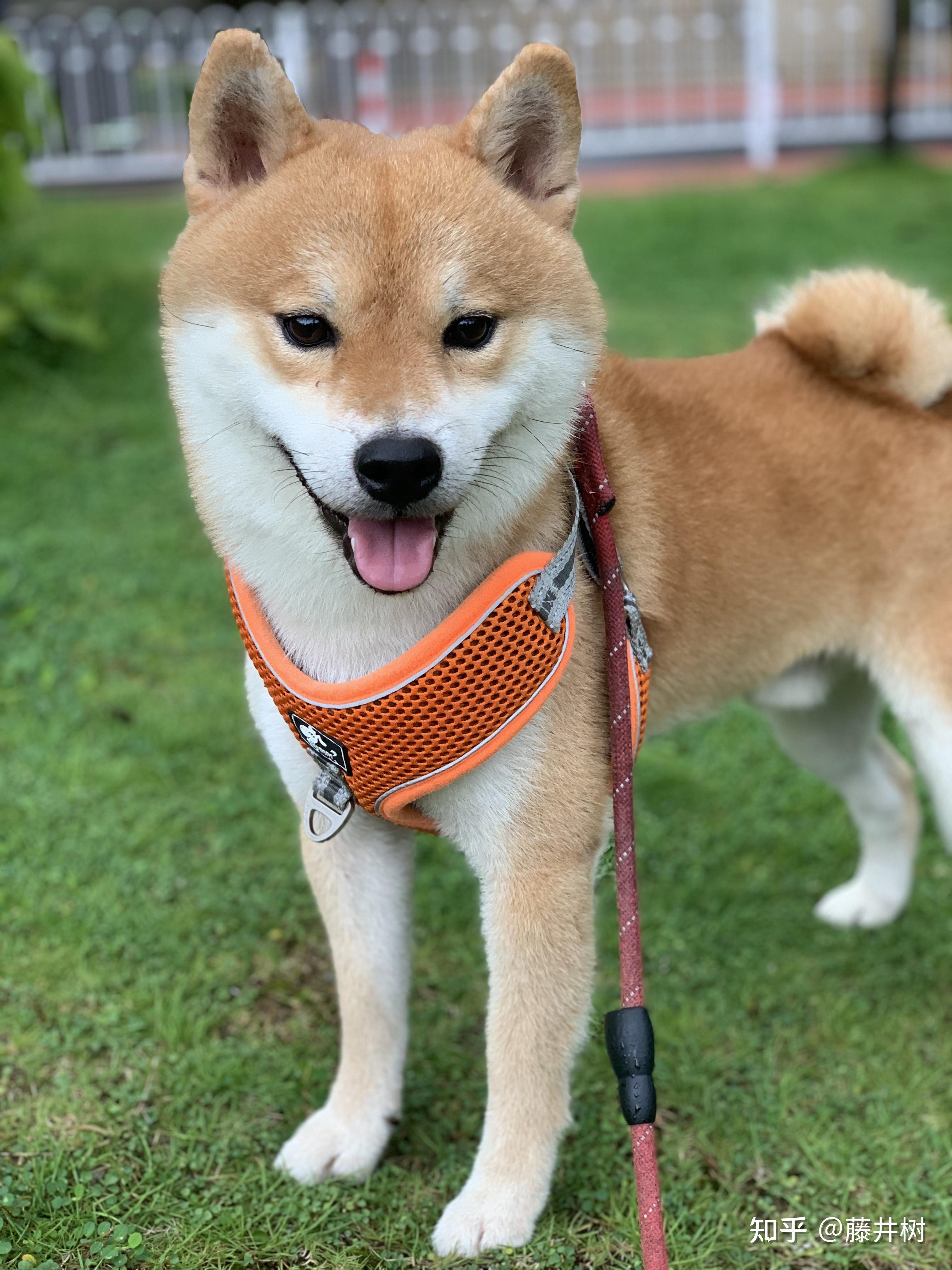 你见过最漂亮的柴犬是什么样子的