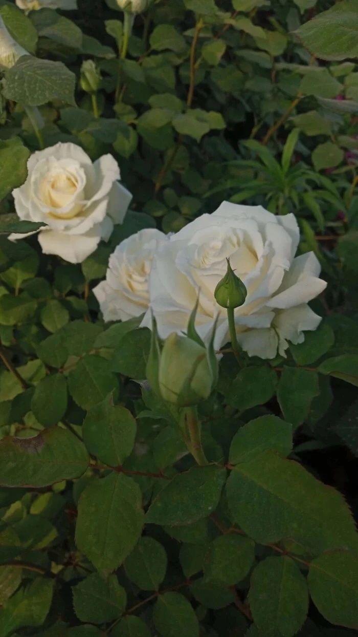 有什么美到极致的绿色壁纸?(绿色壁纸好看卡通动漫)