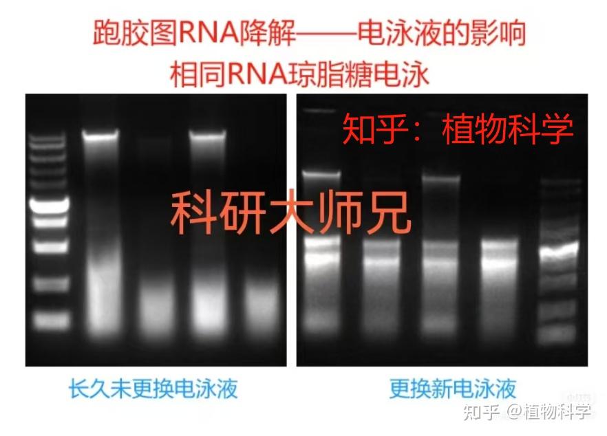 RNA跑胶降解?原因是啥? - 知乎