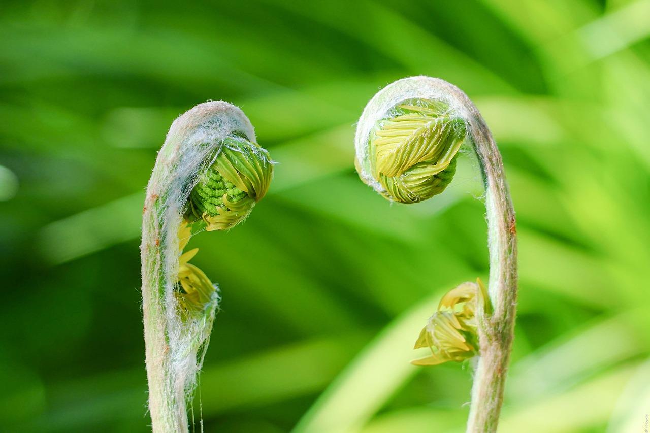 2. 气温影响发芽