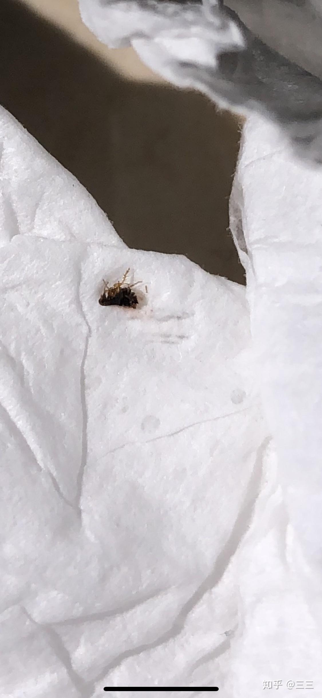 卫生间里出现了黑色条状小虫，这是什么虫，如何治理？_百度知道