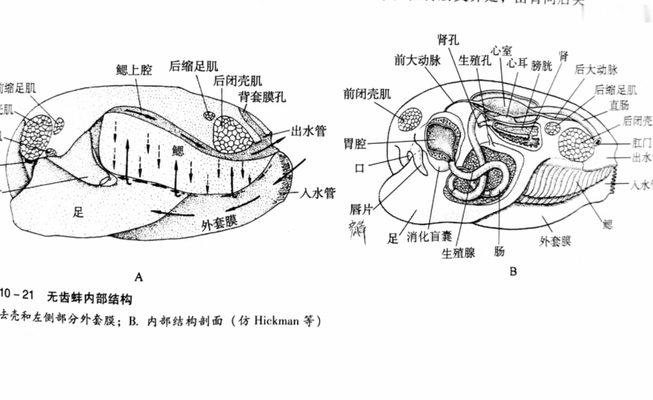 生蚝解剖结构示意图图片