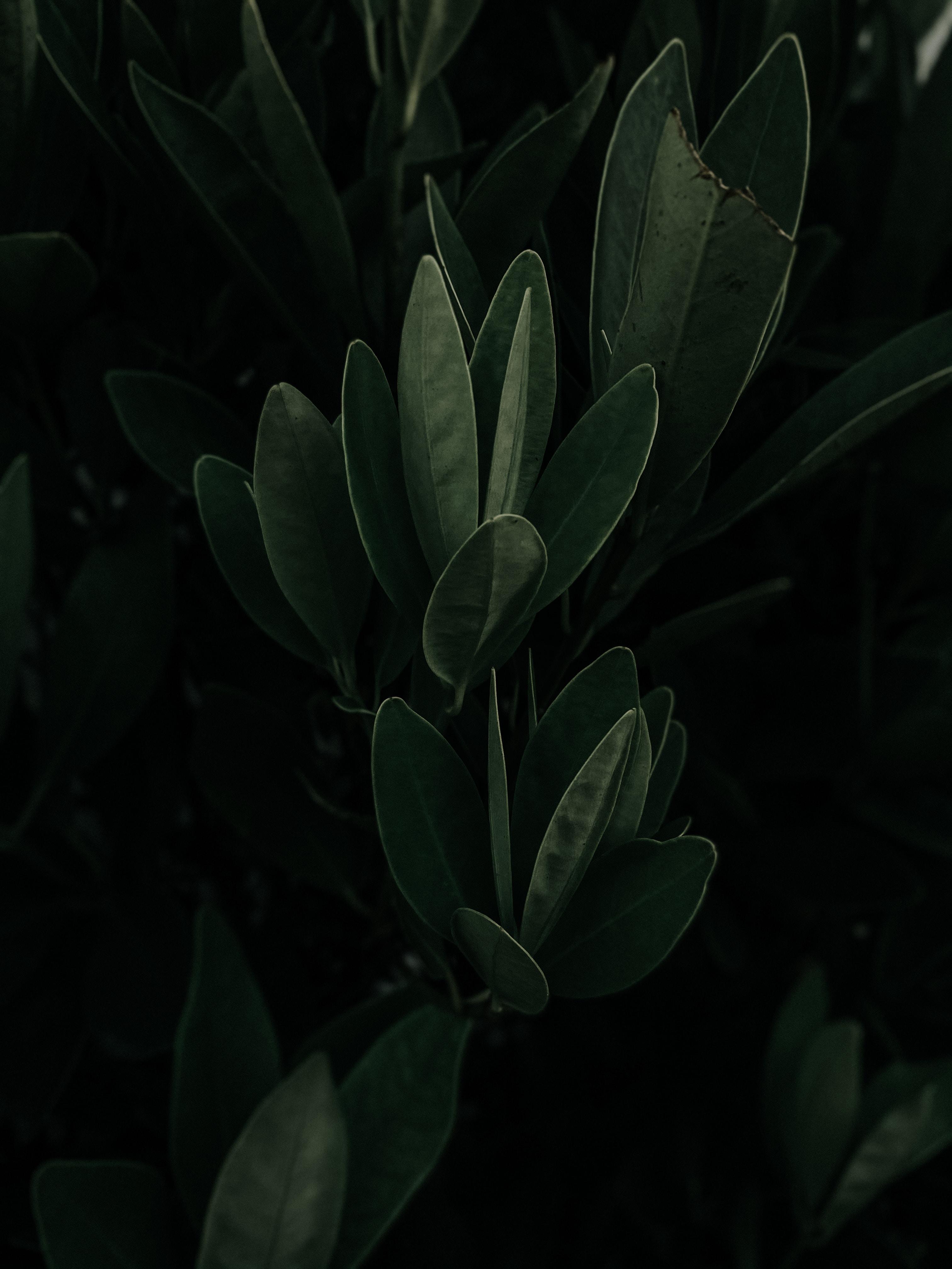 店铺适合放什么绿植