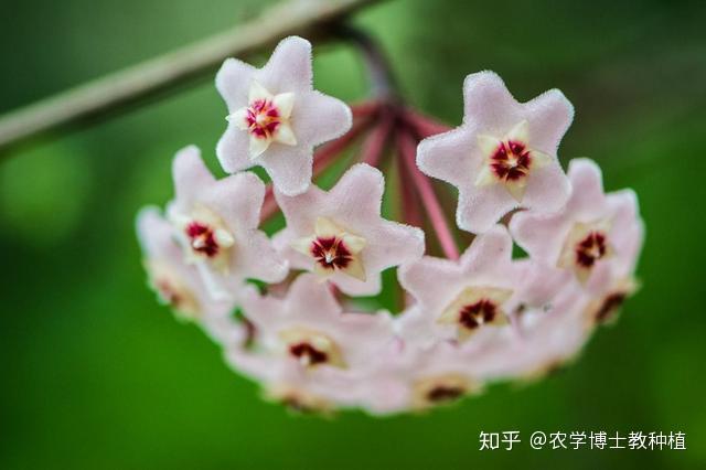 球兰,花朵似球形,小巧玲珑,掌握养护技巧,花开多又美 - 知乎
