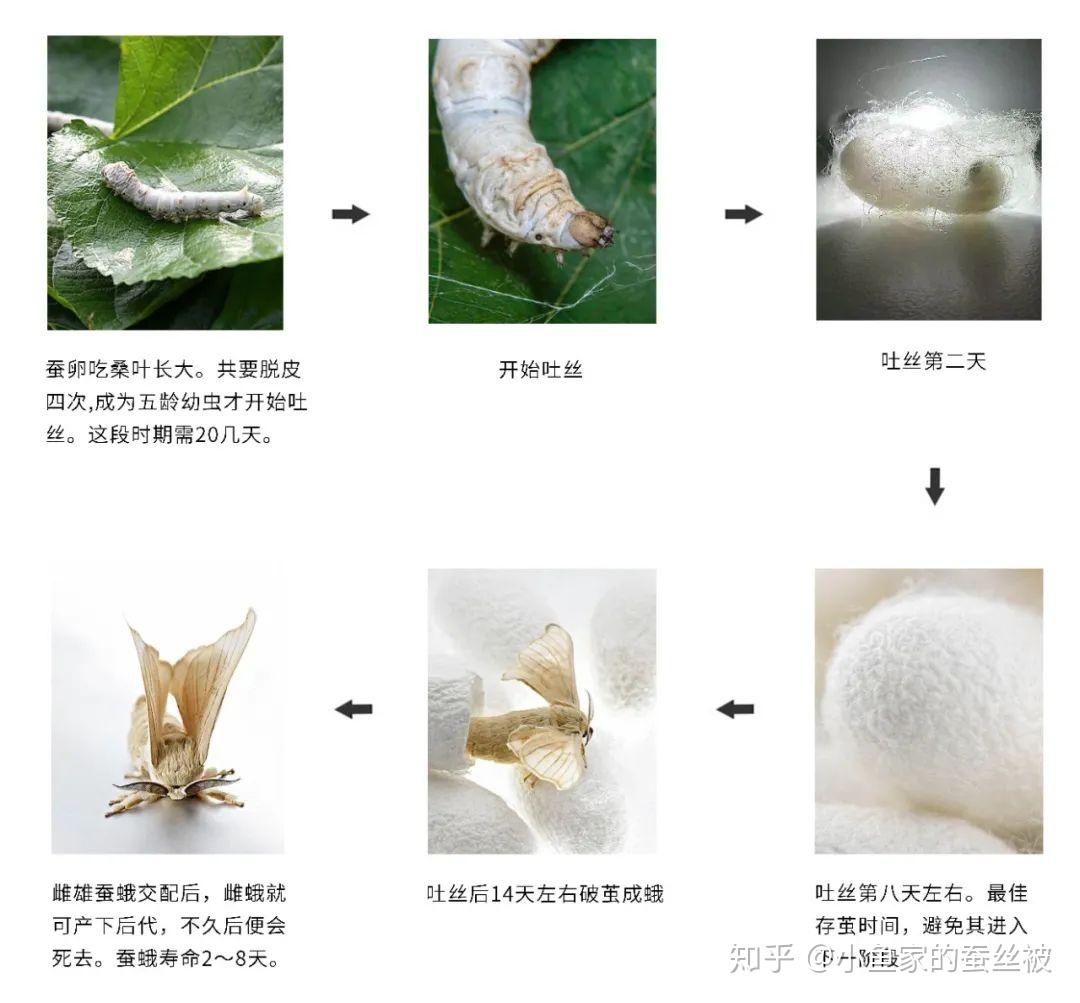 一床蚕丝被的制作过程详解(含纯手工和非纯手工,附照片视频) - 知乎