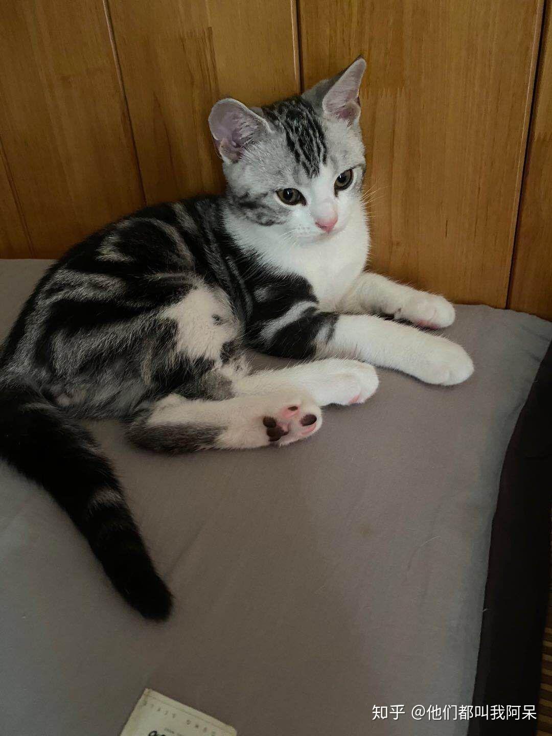 3500买的美短加白起司猫值吗