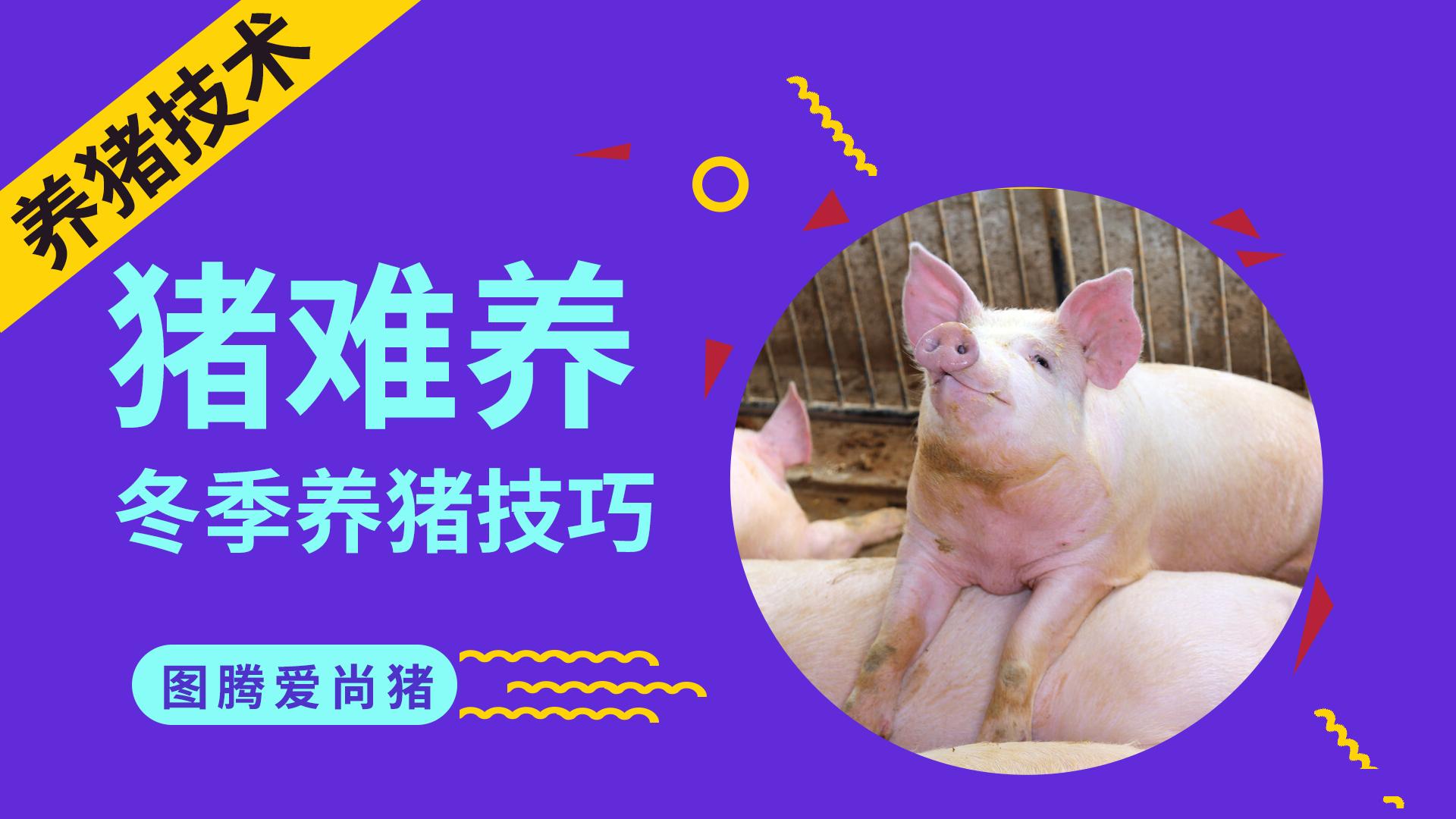 U8国际- U8国际官方网站- U8体育APP下载2025年8月西非尼日利亚农业畜牧展