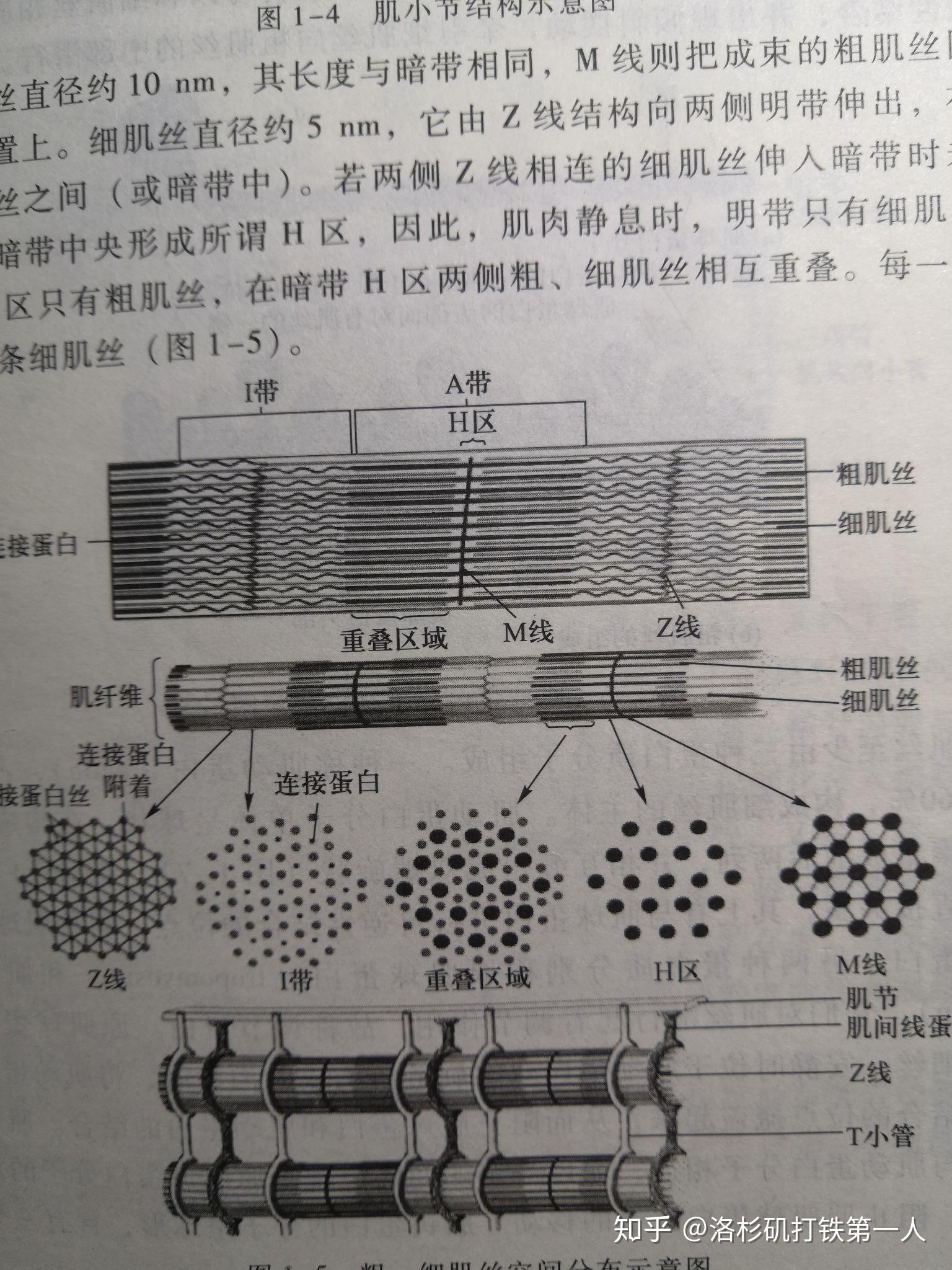 骨骼肌收缩时为何暗带长度不变h带变短 知乎