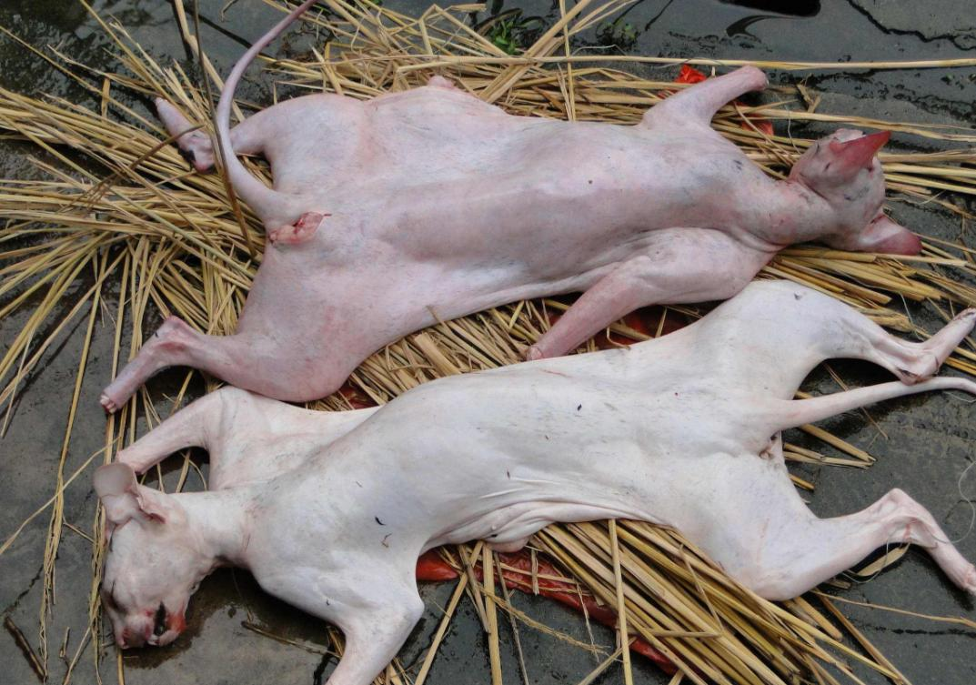 假定猫肉比狗肉还好吃会不会有同样这么多人反对吃猫肉