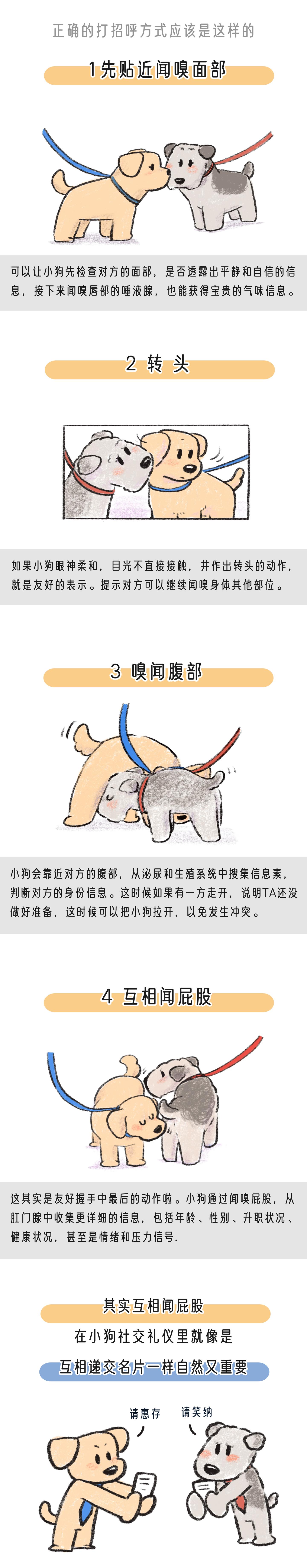 小狗见面时为什么要闻屁股？ - 知乎