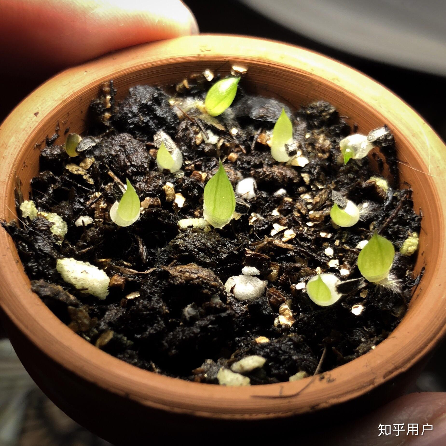 姬玉露干瘪发灰是什么原因,怎么救?