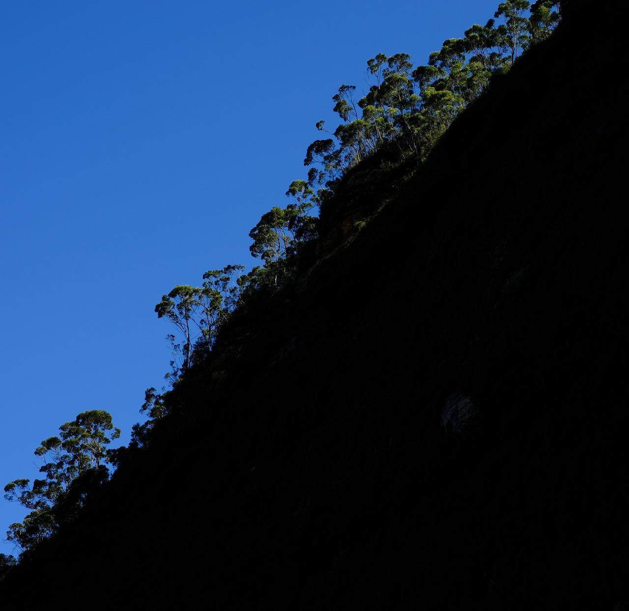 紫杉树木多少钱