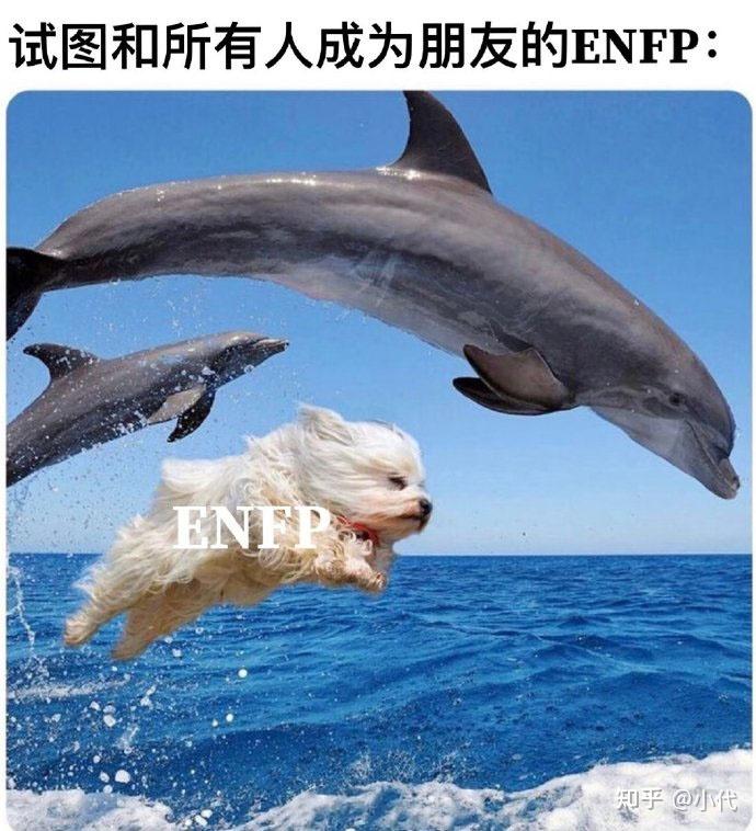 16种人格特征分别最像那种动物?|Mbti解析 - 知乎