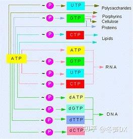 ATP、CTP、UTP、GTP四个是什么，以及它们的具体作用 - 知乎