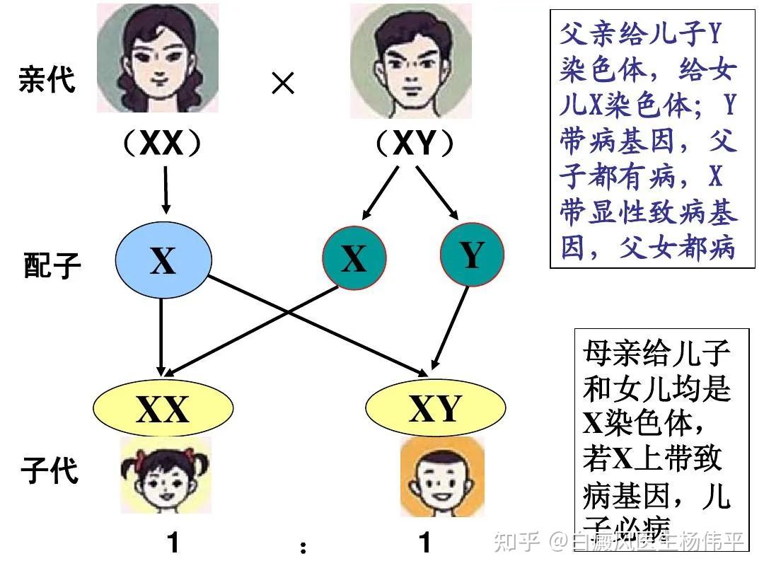 人类常见的遗传病都有哪些? - 知乎