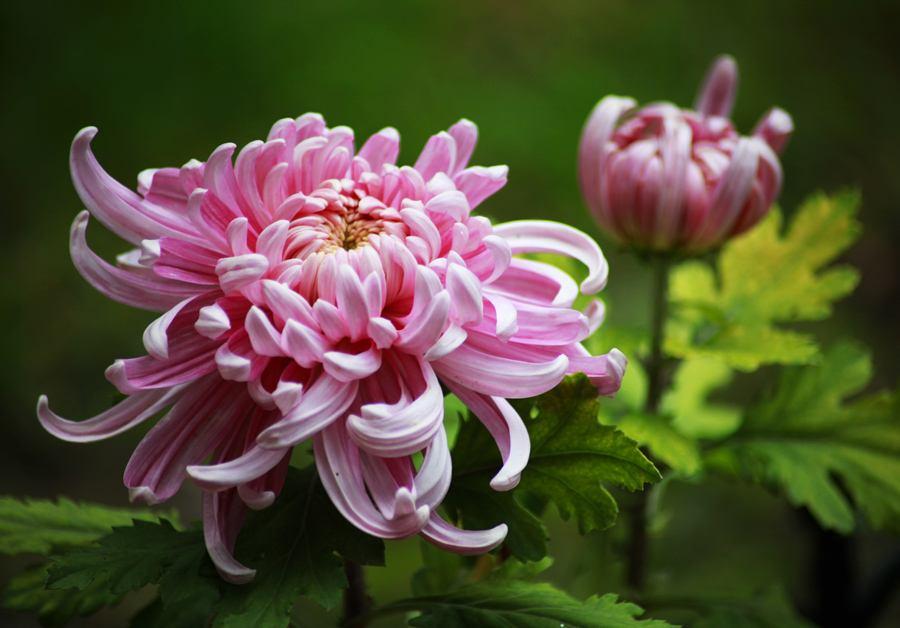 菊花养护注意这些 秋天赏好菊 知乎